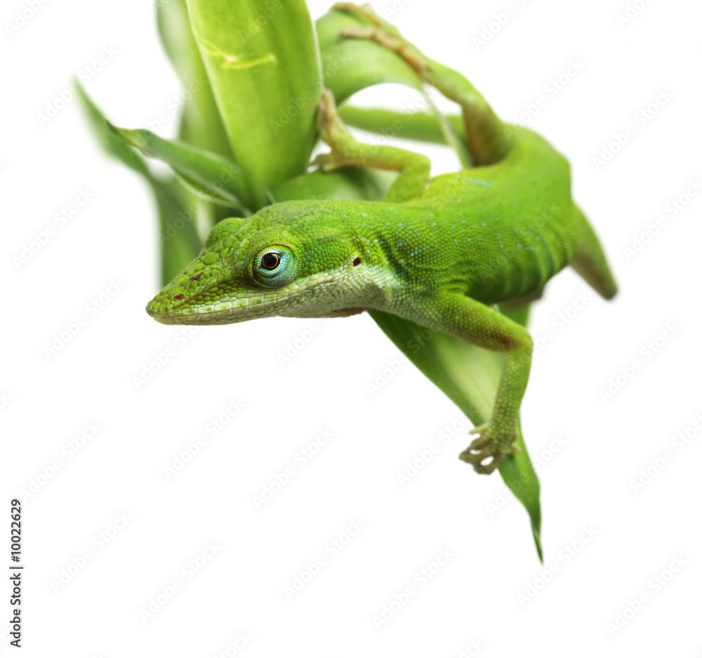 Fototapeta premium Anole lizard
