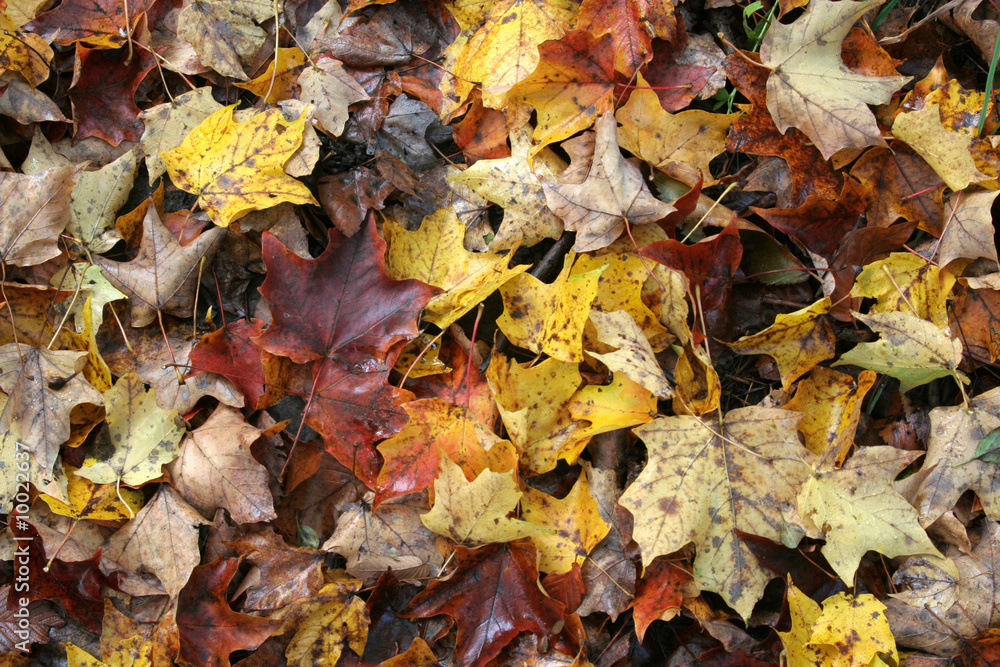 Fall Maple Forest Floor