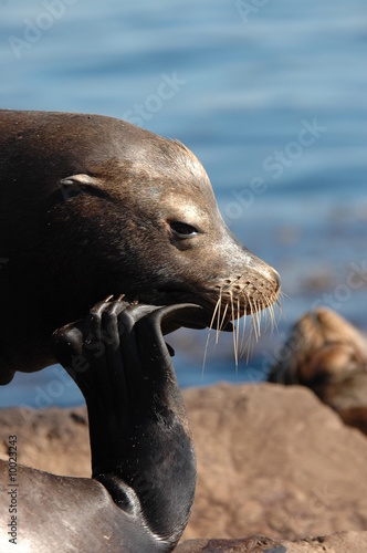 sea lion