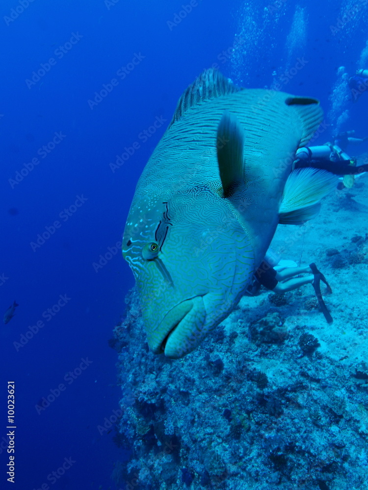 Fototapeta premium ナポレオン