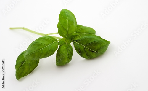 Green basil on the white background