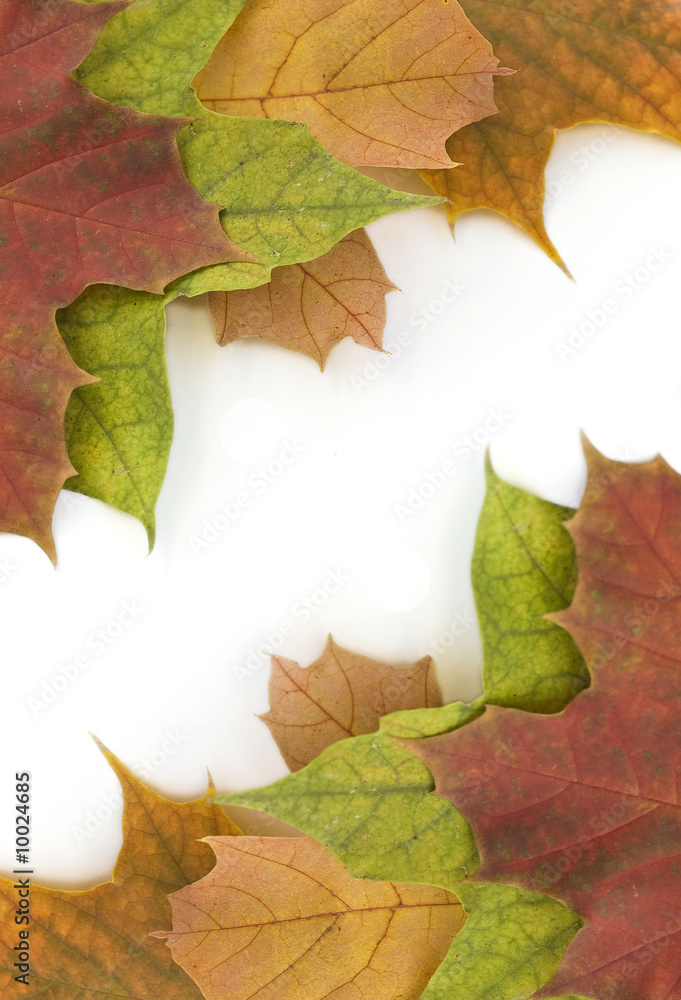 autumn autumn