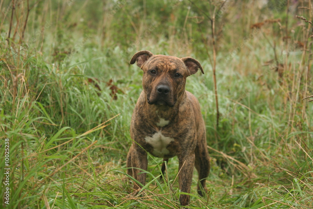 Rencontre à la campagne avec un Amstaff Rencontre à la campagne avec un Amstaff