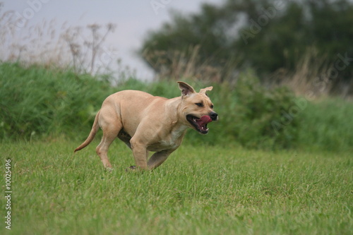 Amstaff heureux à la campagne