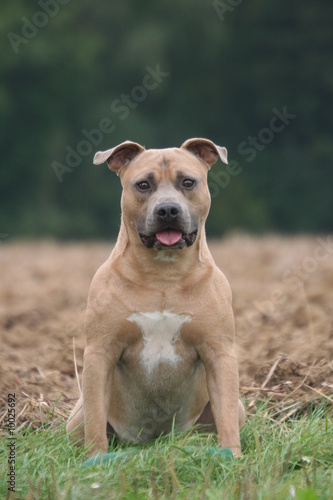 Regard attendri du Amstaff