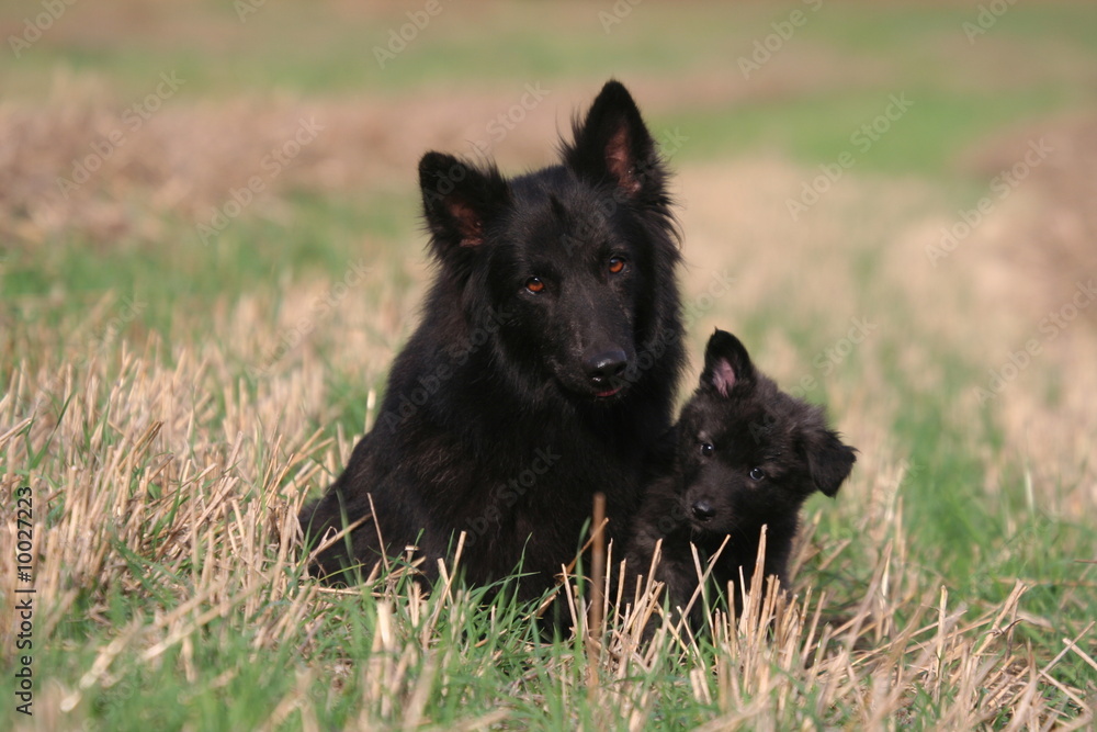 Mère et chiot noir couchés à la campagne