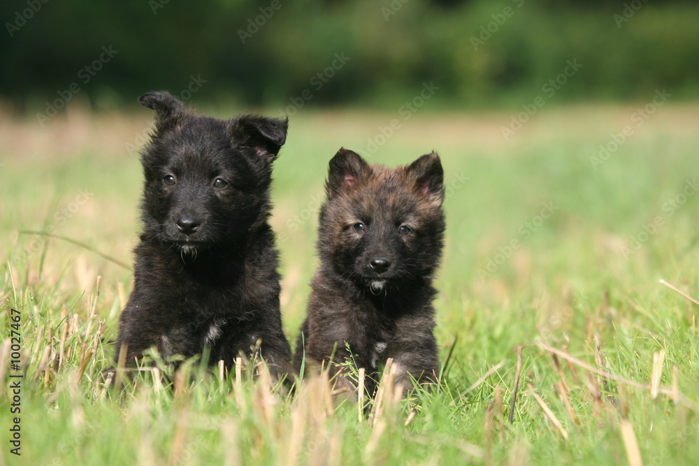 Chiots jumeaux Berger Hollandais perdus Chiots jumeaux Berger Hollandais perdus