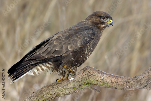 Buteo buteo