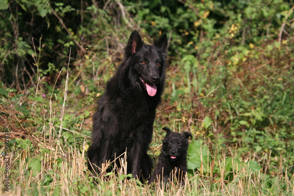 Mère et chiot noir assis à la campagne Mère et chiot noir assis à la campagne