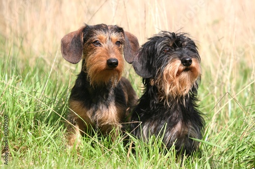 deux teckels au regard curieux