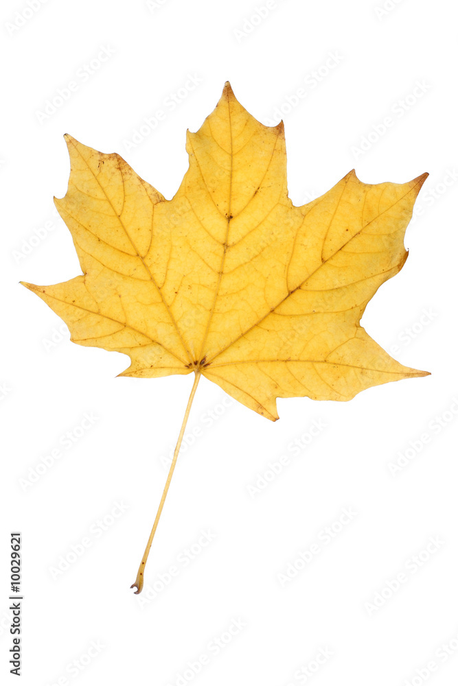 Fototapeta premium autumn leaf isolated