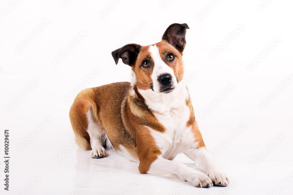 a cute dog in front of white background a cute dog in front of white background