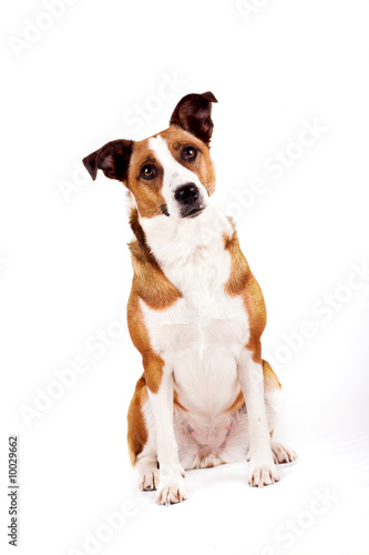 a cute dog in front of white background