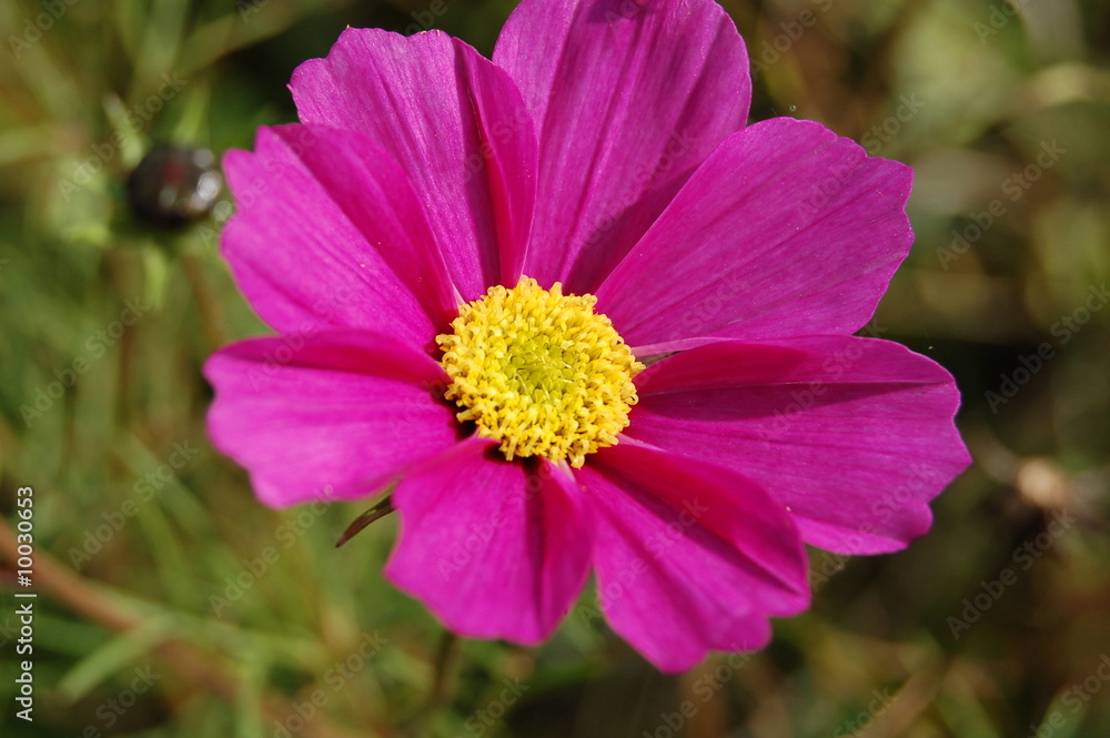 Fototapeta premium romance et purete