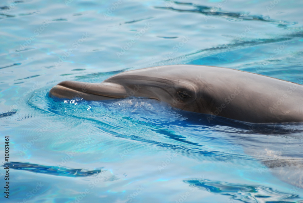 Obraz premium dauphin