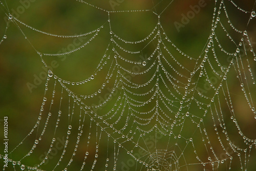 Spinnennetz - cobweb 04