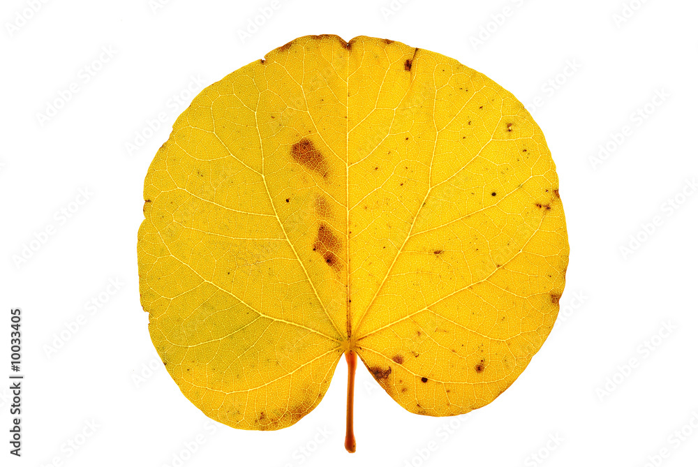 Obraz premium feuille d'arbre de Judée