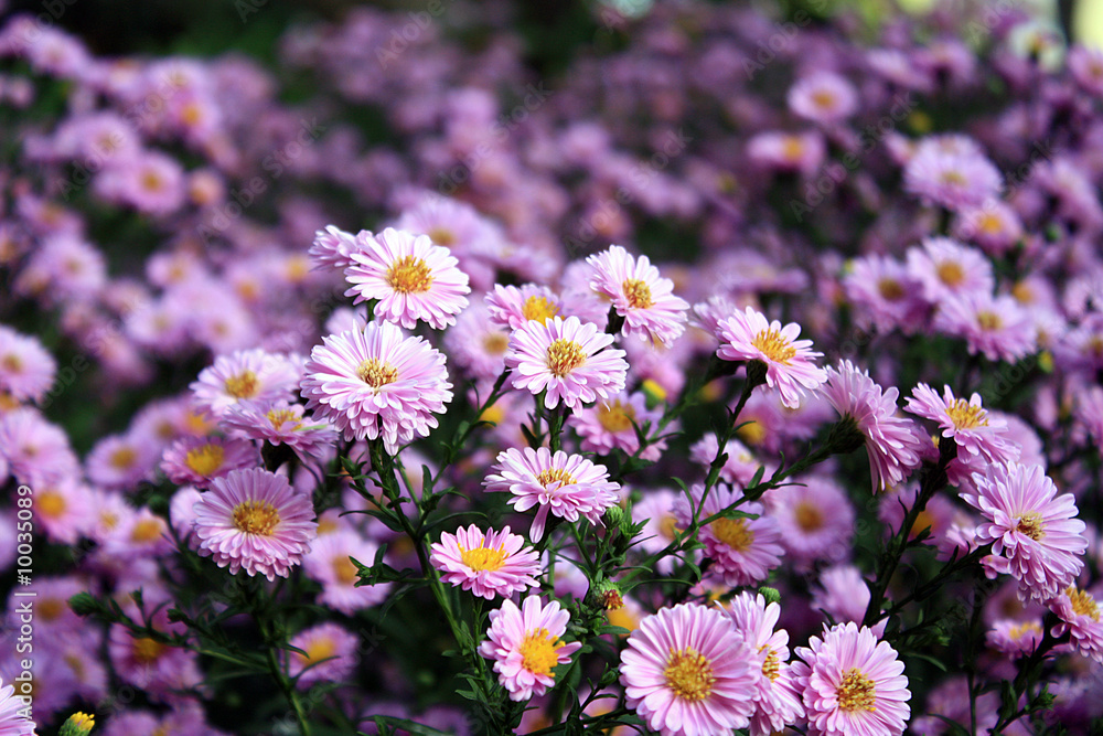 lila blumen lila blumen