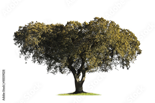 Holm oak (Quercus ilex) in the blooming season photo