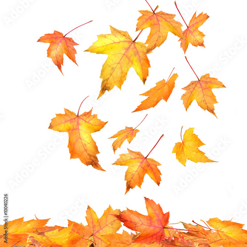 Maple leaves falling on white background