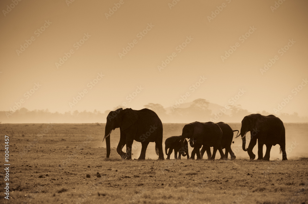 silhouettes of elephants, amboseli national park, kenya