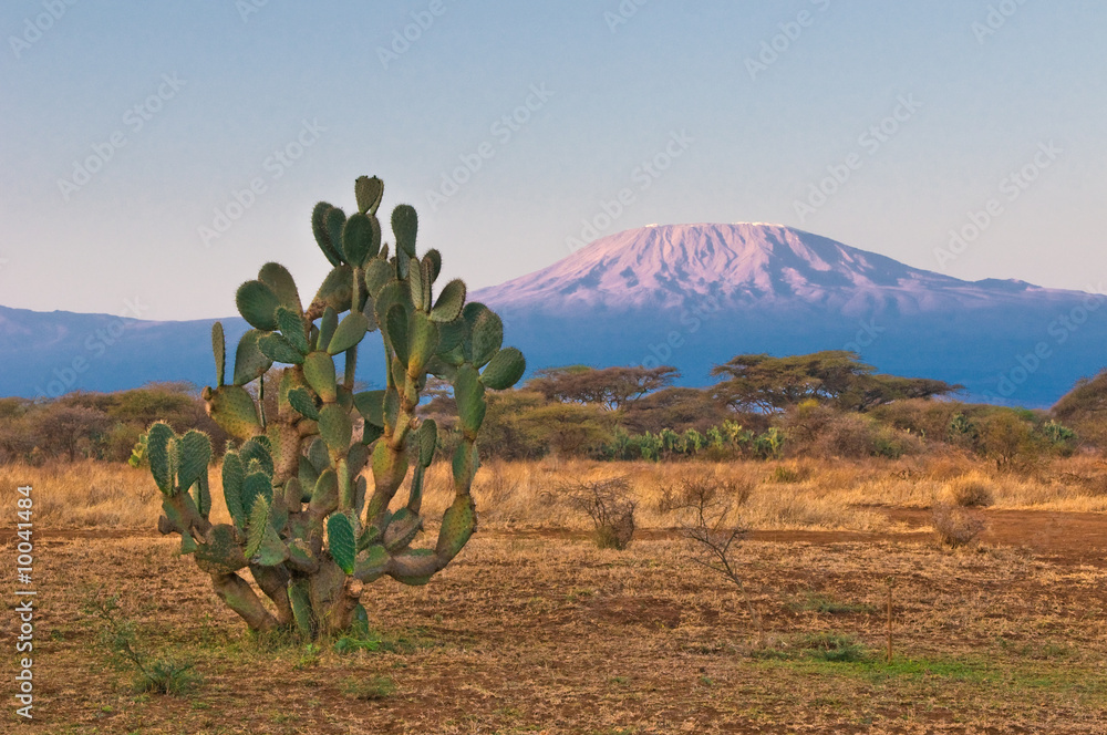 Obraz premium kilimanjaro góra przy wschodem słońca