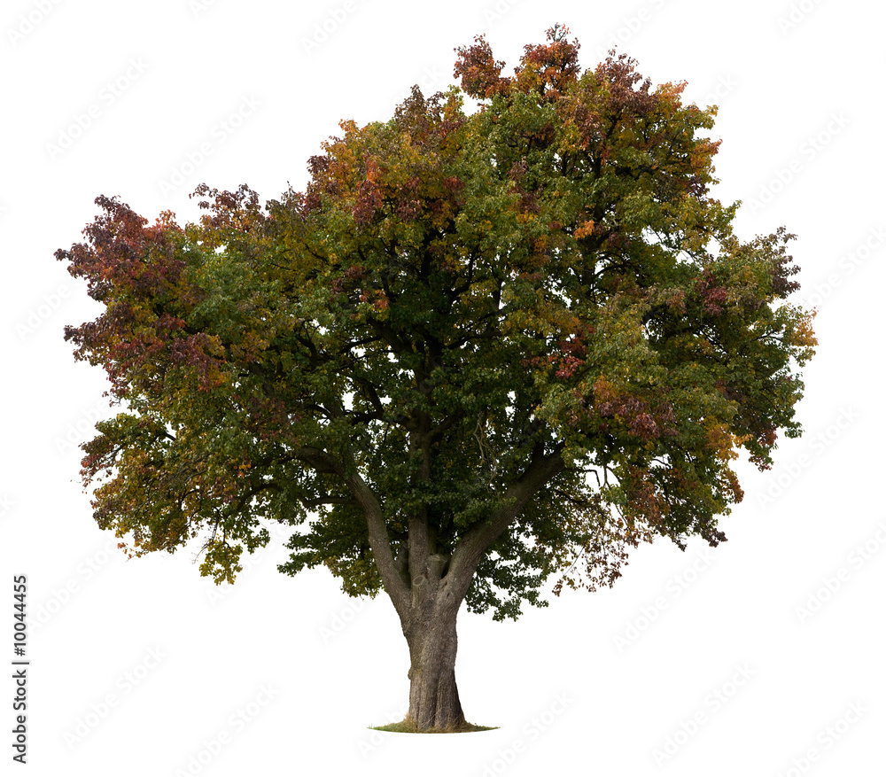 Isolated Apple Tree in early Fall