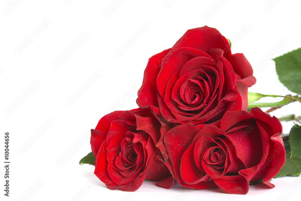 red roses red roses