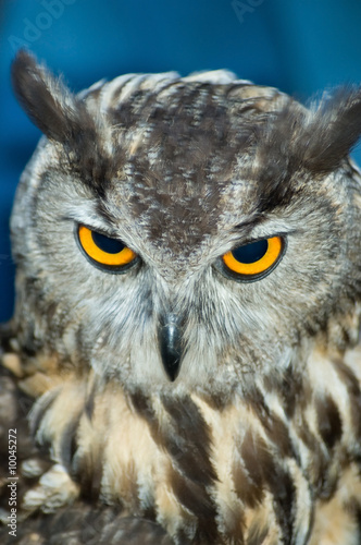 close-up macro owl head