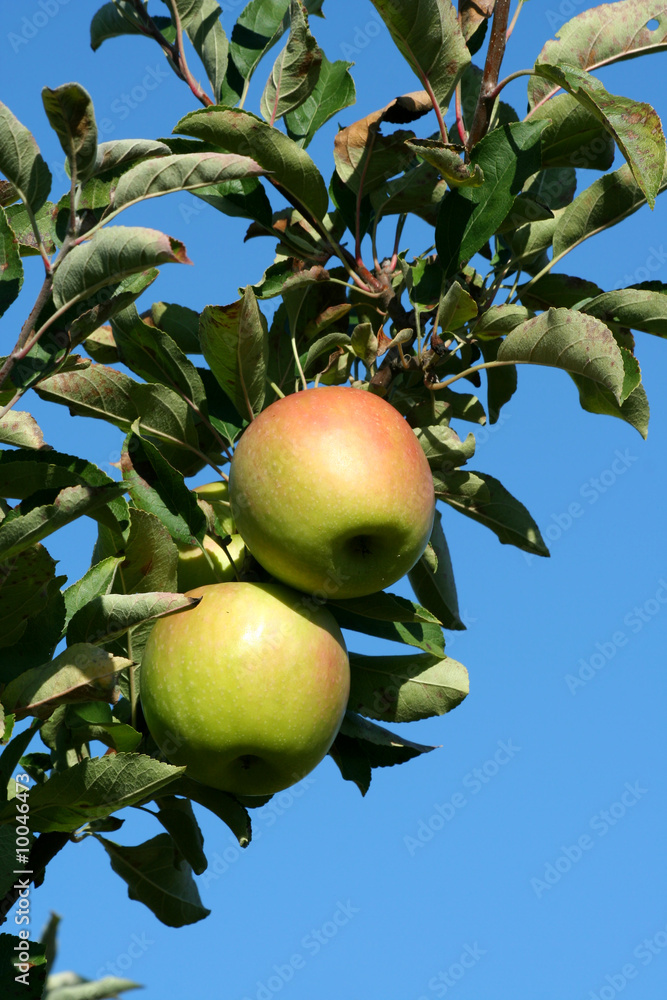 Granny smith apples on a tree against blue sky Granny smith apples on a tree against blue sky