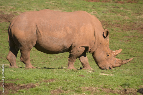 Closeup of White Rhinoceros  Ceratotherium simum simum 