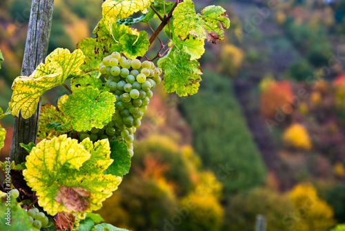 close up of a bunch of grapes in autumn © Eric Gevaert