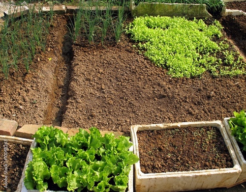A simple vegetable garden