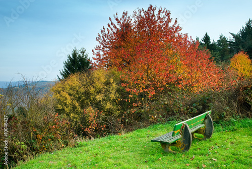 autumn view at forest along the mosel river in germany