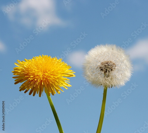 time of dandelions