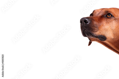 Foto head of rhodesian ridgeback over white background