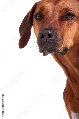 rhodesian ridgeback over white background