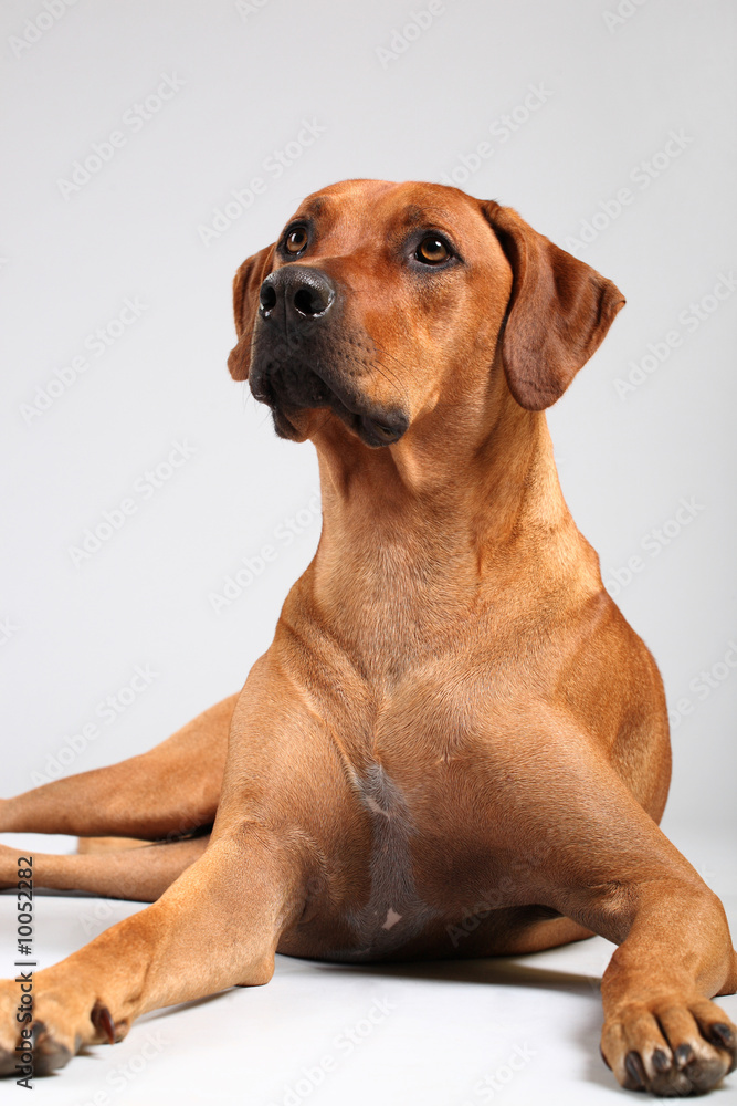 rhodesian ridgeback over grey background rhodesian ridgeback over grey background