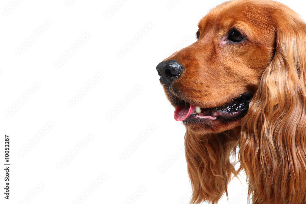 head of english cocker spaniel over white background