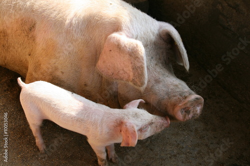 Pig And Sow