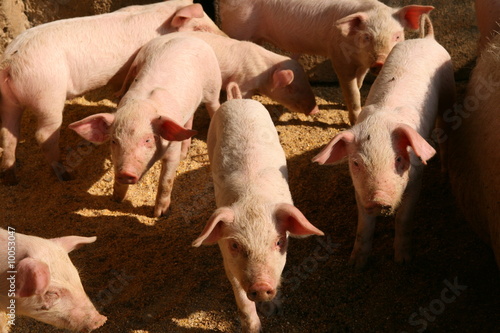 Pigs