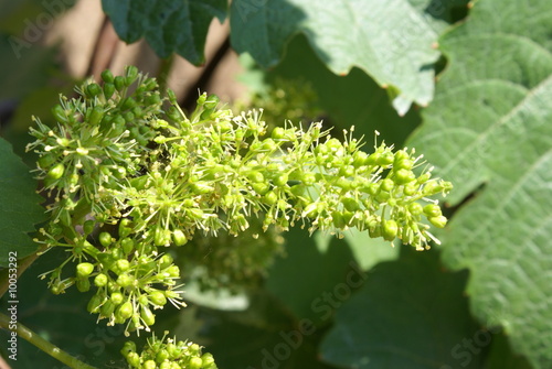 Weinblüte