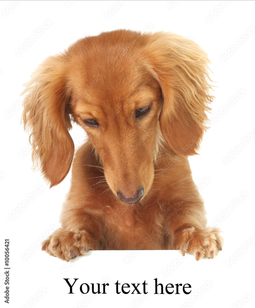 Dachshund puppy looking down at your text or product.