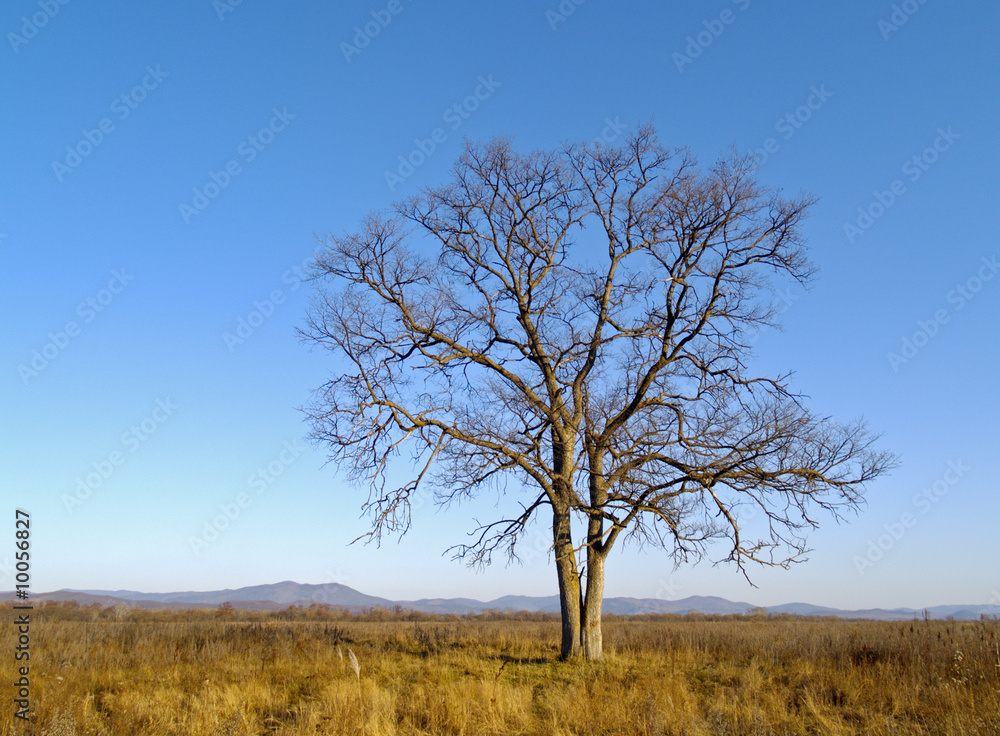 An autumn landscape with a lonely old elm An autumn landscape with a lonely old elm