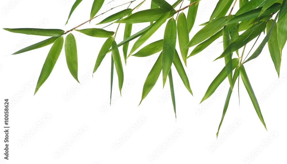 Naklejka premium border of bamboo-leaves isolated on a white background.
