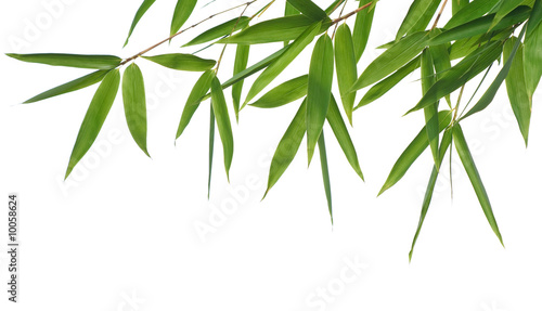 border of bamboo-leaves isolated on a white background.
