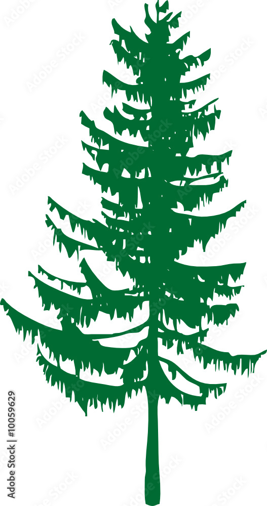 Fototapeta premium Fichte Baum