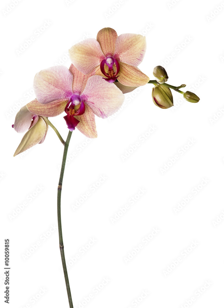 Fototapeta premium pink-yellow orchid