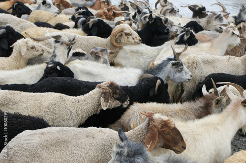 Fotografia Goat, sheep