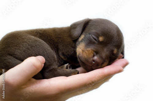 puppy sleeps on the girl's hand